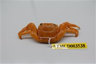 藏品(白紋方蟹)的圖片